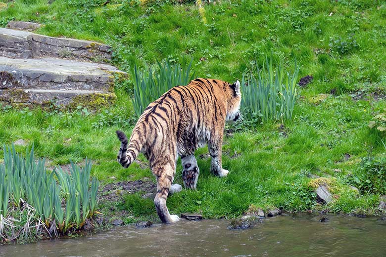 Amur-Tiger-Kater WASSJA am 2. Mai 2023 auf der großen Außenanlage im Tiger-Tal im Grünen Zoo Wuppertal