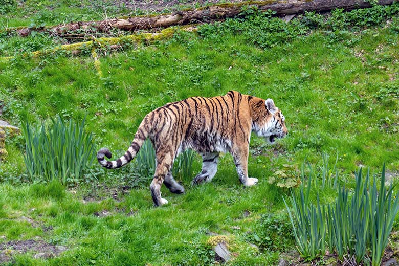 Amur-Tiger-Kater WASSJA am 2. Mai 2023 auf der großen Außenanlage im Tiger-Tal im Zoologischen Garten Wuppertal