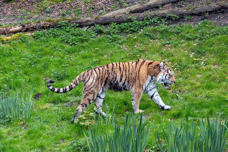 Amur-Tiger-Kater WASSJA am 2. Mai 2023 auf der großen Außenanlage im Tiger-Tal im Zoo Wuppertal