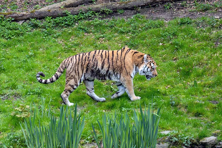 Amur-Tiger-Kater WASSJA am 2. Mai 2023 auf der großen Außenanlage im Tiger-Tal im Wuppertaler Zoo