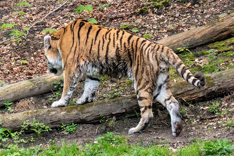 Amur-Tiger-Kater WASSJA am 2. Mai 2023 auf der großen Außenanlage im Tiger-Tal im Grünen Zoo Wuppertal