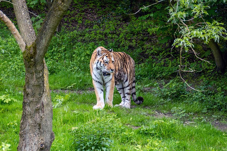 Amur-Tiger-Kater WASSJA am 16. Mai 2023 auf der großen Außenanlage im Tiger-Tal im Grünen Zoo Wuppertal