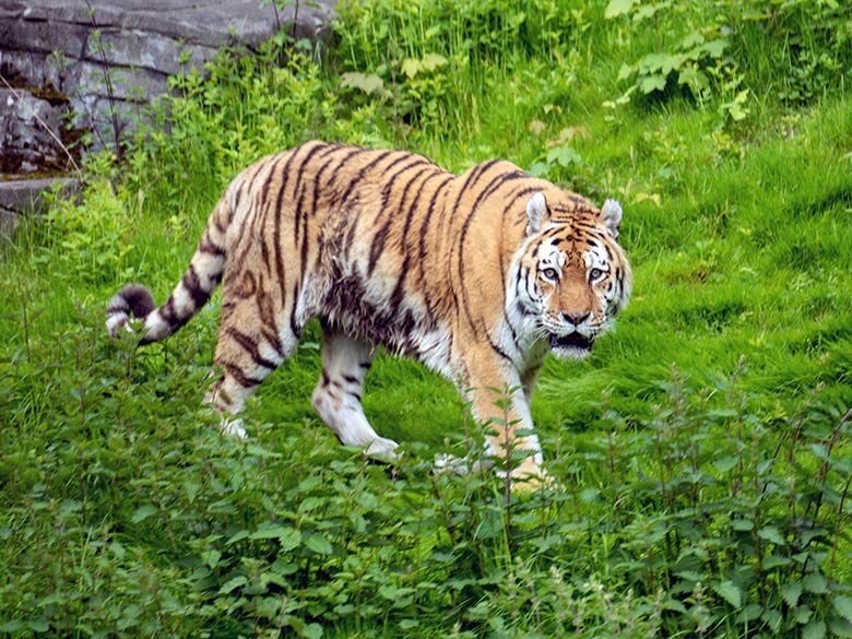 Amur-Tiger-Kater WASSJA am 16. Mai 2023 auf der großen Außenanlage im Tiger-Tal im Zoologischen Garten Wuppertal