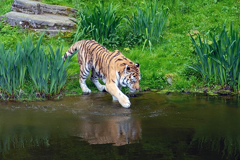 Amur-Tiger-Kater WASSJA am 16. Mai 2023 auf der großen Außenanlage im Tiger-Tal im Zoo Wuppertal