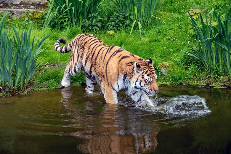 Amur-Tiger-Kater WASSJA am 16. Mai 2023 auf der großen Außenanlage im Tiger-Tal im Wuppertaler Zoo