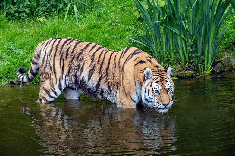 Amur-Tiger-Kater WASSJA am 16. Mai 2023 auf der großen Außenanlage im Tiger-Tal im Grünen Zoo Wuppertal