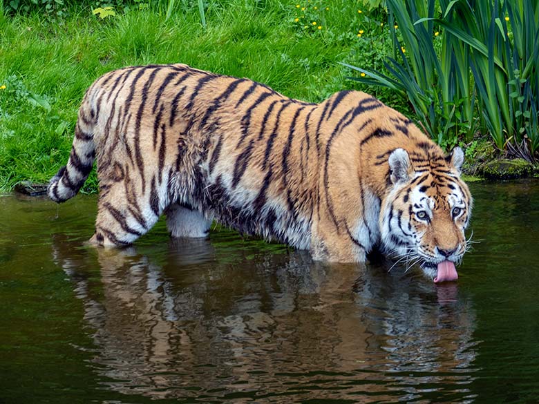 Amur-Tiger-Kater WASSJA am 16. Mai 2023 auf der großen Außenanlage im Tiger-Tal im Zoologischen Garten der Stadt Wuppertal