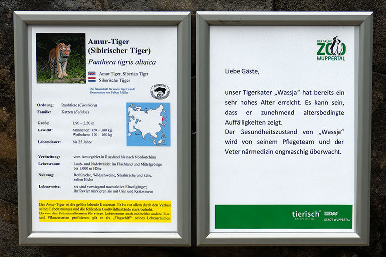 Aushang zu Amur-Tiger-Kater WASSJA am 16. Mai 2023 auf der großen Außenanlage im Tiger-Tal im Zoo Wuppertal