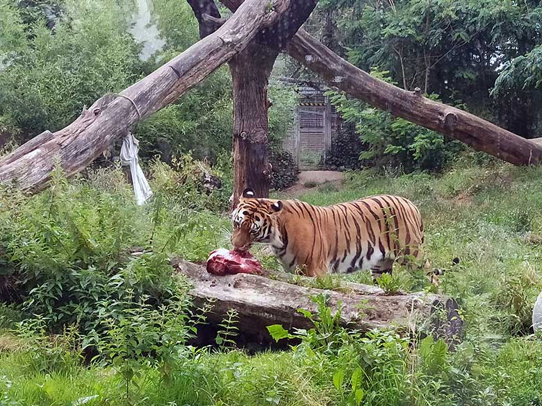Junger Amur-Tiger-Kater KASIMIR am 21. Juli 2023 auf der Außenanlage im Zoo Duisburg