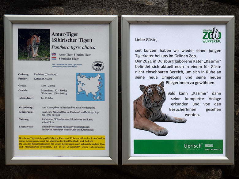 Aushang zum jungen Amur-Tiger-Kater KASIMIR am 13. August 2023 an der größeren Außenanlage im Tiger-Tal im Grünen Zoo Wuppertal