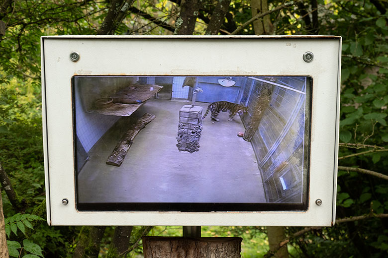 Amur-Tigerin MYMOZA im Innengehege am 1. September 2023 auf dem Bildschirm an der Außenanlage im Tiger-Tal im Grünen Zoo Wuppertal