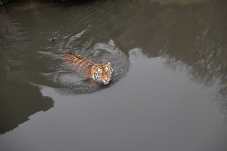 Amur-Tiger-Kater KASIMIR am 20. November 2023 im Wasser auf der größeren Außenanlage im Tiger-Tal im Grünen Zoo Wuppertal