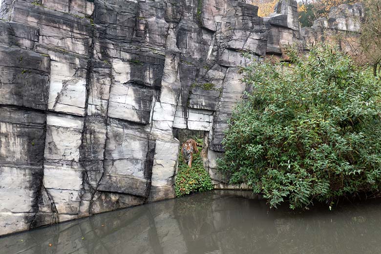 Amur-Tiger-Kater KASIMIR am 20. November 2023 am Wasser auf der größeren Außenanlage im Tiger-Tal im Grünen Zoo Wuppertal