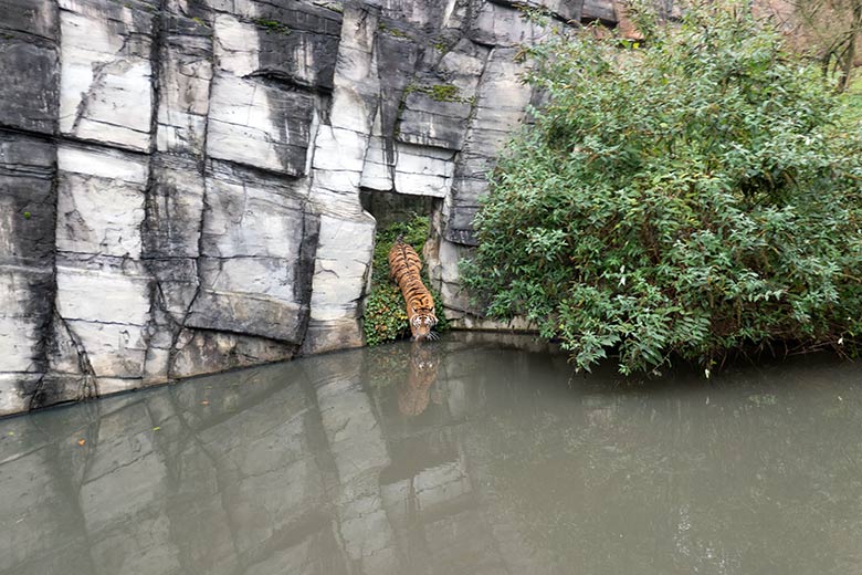 Amur-Tiger-Kater KASIMIR am 20. November 2023 am Wasser auf der größeren Außenanlage im Tiger-Tal im Zoologischen Garten der Stadt Wuppertal