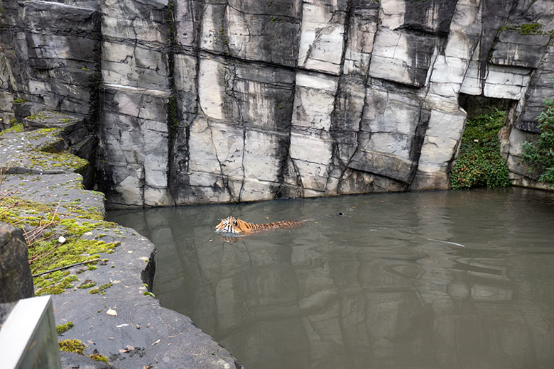 Amur-Tiger-Kater KASIMIR am 20. November 2023 im Wasser auf der größeren Außenanlage im Tiger-Tal im Zoo Wuppertal