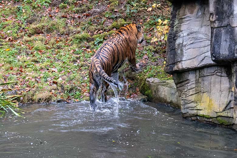 Amur-Tiger-Kater KASIMIR am 20. November 2023 am Wasser auf der größeren Außenanlage im Tiger-Tal im Wuppertaler Zoo