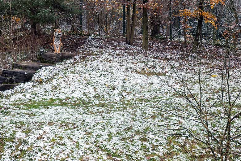 Amur-Tiger-Kater KASIMIR am 28. November 2023 auf der größeren Außenanlage im Tiger-Tal im Wuppertaler Zoo