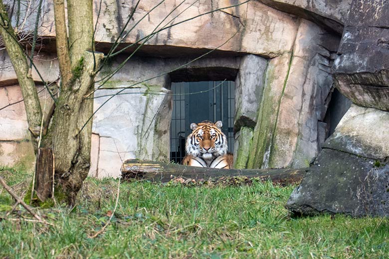 Amur-Tiger-Katze TULLIA am 10. Februar 2024 auf der kleineren Aussenanlage für Amur-Tiger im Tiger-Tal im Grünen Zoo Wuppertal