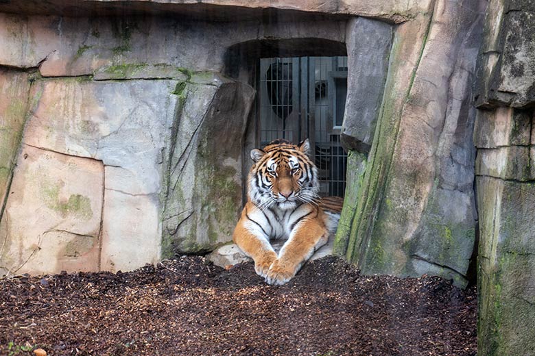 Amur-Tiger-Katze TULLIA am 10. Februar 2024 auf der kleineren Aussenanlage für Amur-Tiger im Tiger-Tal im Zoo Wuppertal