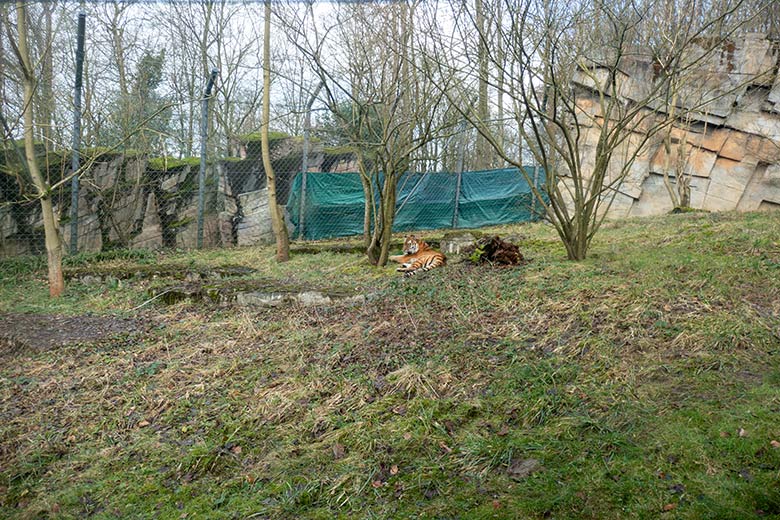Amur-Tiger-Katze TULLIA am 13. Februar 2024 auf der kleinen Außenanlage im Tiger-Tal im Zoologischen Garten Wuppertal
