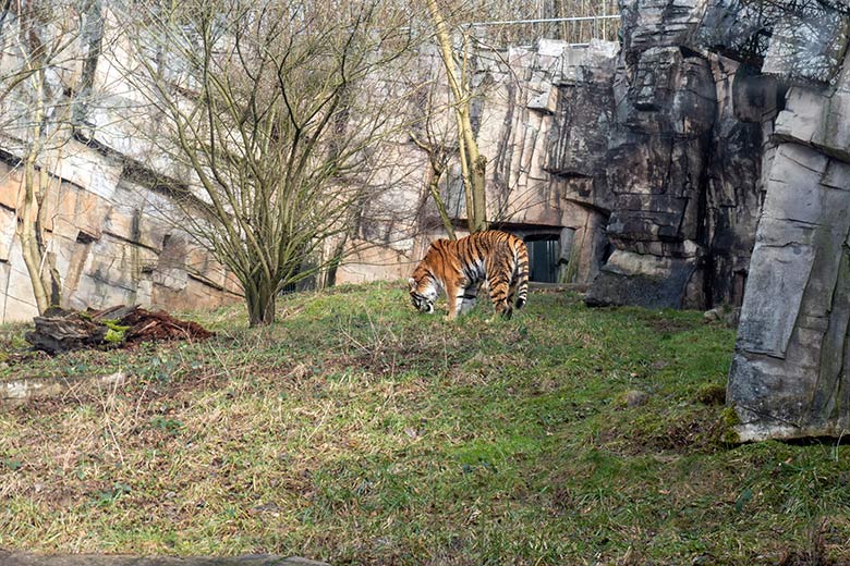 Amur-Tiger-Katze TULLIA am 15. Februar 2024 auf der kleinen Außenanlage im Tiger-Tal im Wuppertaler Zoo