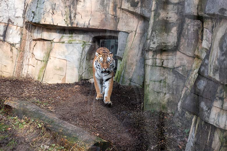 Amur-Tiger-Katze TULLIA am 15. Februar 2024 auf der kleinen Außenanlage im Tiger-Tal im Zoologischen Garten Wuppertal