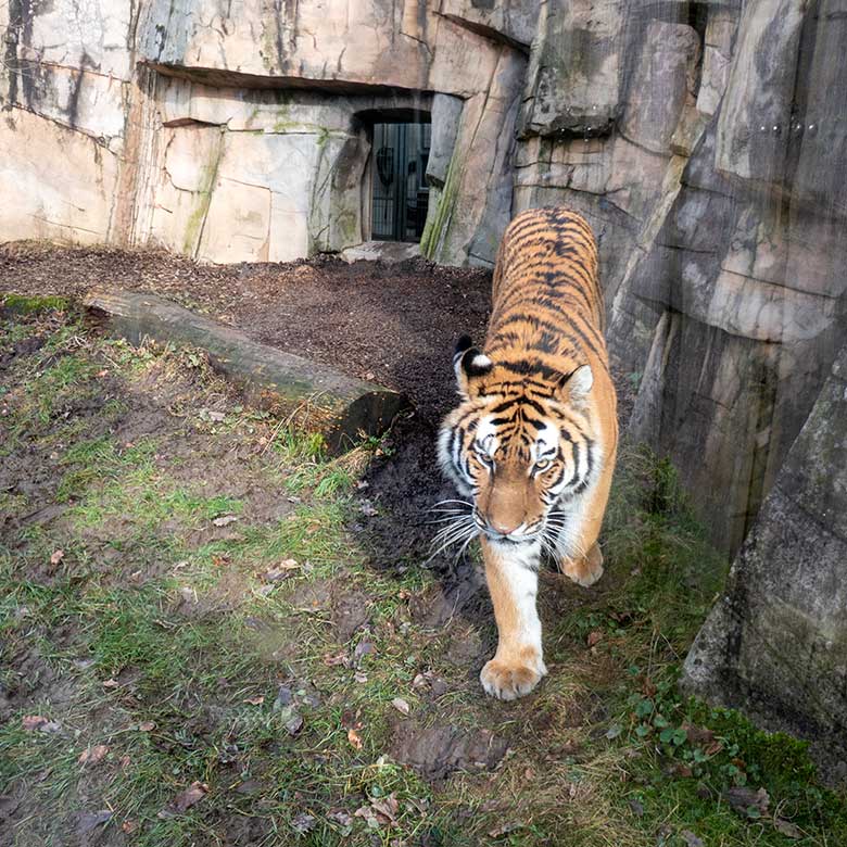 Amur-Tiger-Katze TULLIA am 15. Februar 2024 auf der kleinen Außenanlage im Tiger-Tal im Grünen Zoo Wuppertal