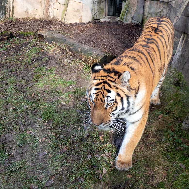 Amur-Tiger-Katze TULLIA am 15. Februar 2024 auf der kleinen Außenanlage im Tiger-Tal im Zoo Wuppertal