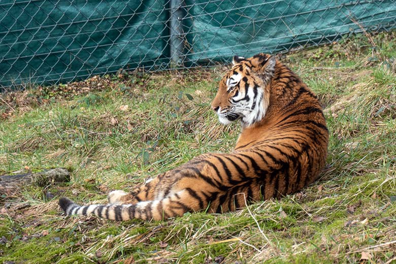 Amur-Tiger-Katze TULLIA am 15. Februar 2024 auf der kleinen Außenanlage im Tiger-Tal im Zoologischen Garten der Stadt Wuppertal