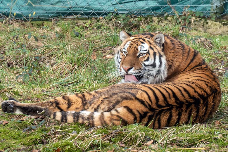 Amur-Tiger-Katze TULLIA am 15. Februar 2024 auf der kleinen Außenanlage im Tiger-Tal im Grünen Zoo Wuppertal