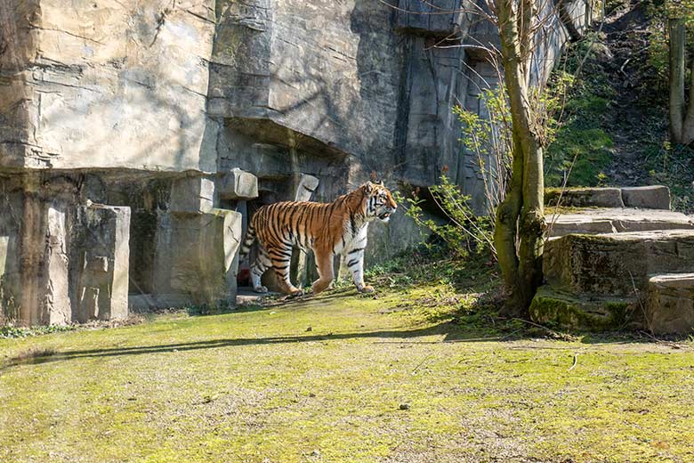 Amur-Tiger-Katze TULLIA am 9. März 2024 auf der großen Außenanlage im Tiger-Tal im Grünen Zoo Wuppertal