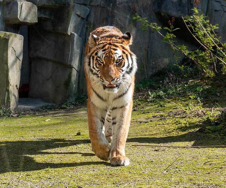 Amur-Tiger-Katze TULLIA am 9. März 2024 auf der großen Außenanlage im Tiger-Tal im Zoologischen Garten der Stadt Wuppertal