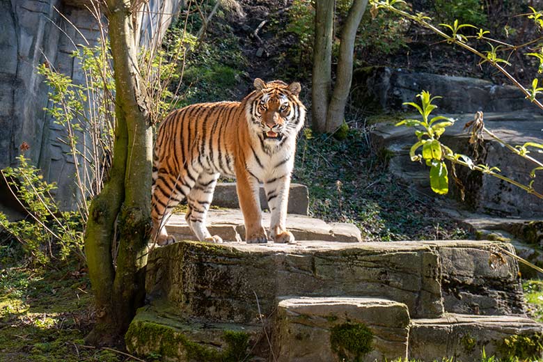 Amur-Tiger-Katze TULLIA am 9. März 2024 auf der großen Außenanlage im Tiger-Tal im Zoo Wuppertal