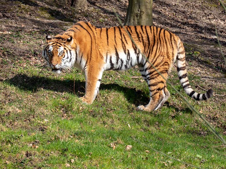 Amur-Tiger-Katze TULLIA am 9. März 2024 auf der großen Außenanlage im Tiger-Tal im Zoo Wuppertal