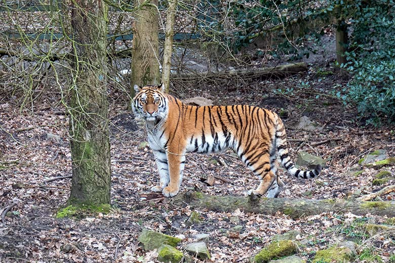 Amur-Tiger-Katze TULLIA am 10. März 2024 auf der großen Außenanlage im Tiger-Tal im Zoologischen Garten Wuppertal