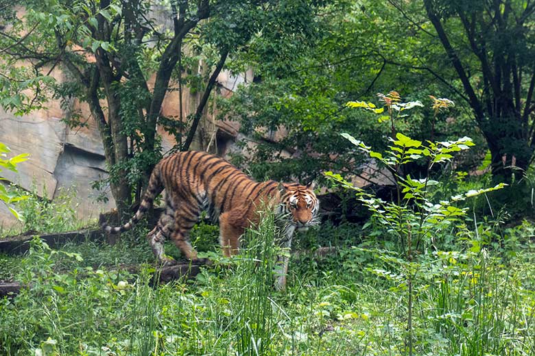 Amur-Tiger-Katze TULLIA am 25. Mai 2024 auf der kleinen Außenanlage im Tiger-Tal im Grünen Zoo Wuppertal