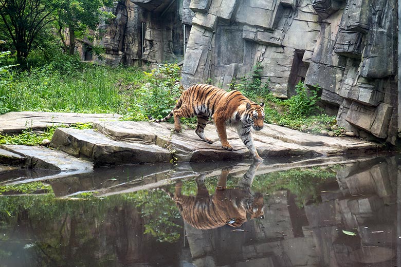 Amur-Tiger-Katze TULLIA am 25. Mai 2024 auf der kleinen Außenanlage im Tiger-Tal im Zoologischen Garten Wuppertal
