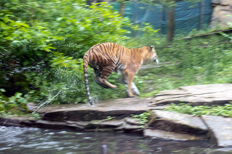 Amur-Tiger-Katze TULLIA am 25. Mai 2024 auf der kleinen Außenanlage im Tiger-Tal im Wuppertaler Zoo