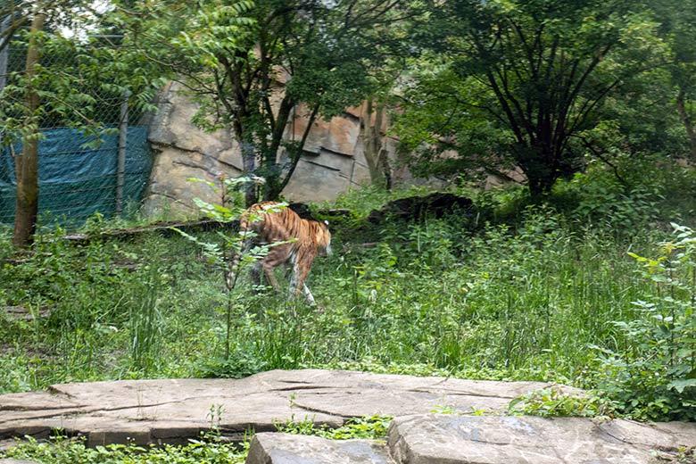 Amur-Tiger-Katze TULLIA am 25. Mai 2024 auf der kleinen Außenanlage im Tiger-Tal im Zoologischen Garten Wuppertal