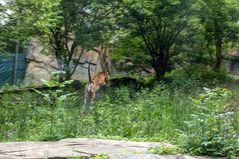 Amur-Tiger-Katze TULLIA am 25. Mai 2024 auf der kleinen Außenanlage im Tiger-Tal im Zoo Wuppertal