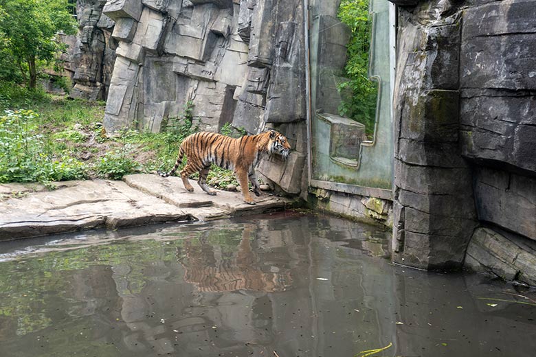 Amur-Tiger-Katze TULLIA am 25. Mai 2024 auf der kleinen Außenanlage im Tiger-Tal im Grünen Zoo Wuppertal