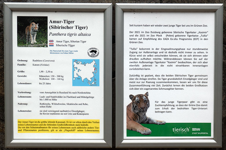 Vier Monate alter Aushang zu Amur-Tiger-Kater KASIMIR und Amur-Tiger-Katze TULLIA am 16. Juni 2024 an der großen Außenanlage im Tiger-Tal im Wuppertaler Zoo