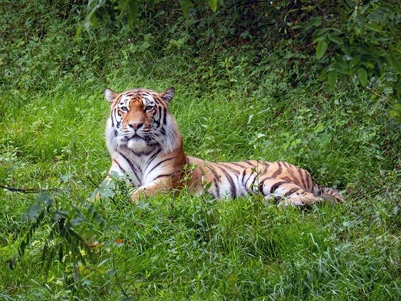 Amur-Tiger-Kater KASIMIR am 16. Juni 2024 auf der großen Außenanlage im Tiger-Tal im Zoologischen Garten der Stadt Wuppertal