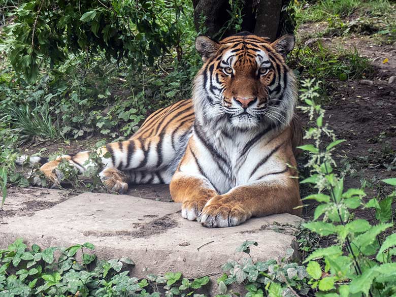 Amur-Tiger-Katze TULLIA am 16. Juni 2024 auf der kleinen Außenanlage im Tiger-Tal im Wuppertaler Zoo