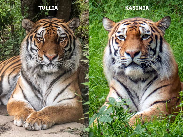 Amur-Tiger-Katze TULLIA und Amur-Tiger-Kater KASIMIR am 16. Juni 2024 im Tiger-Tal im Grünen Zoo Wuppertal