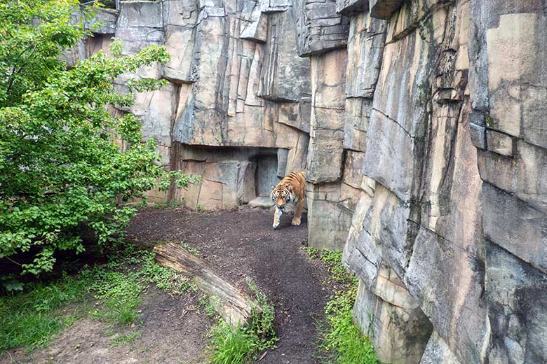 Amur-Tiger-Katze TULLIA am 21. Juni 2024 auf der großen Außenanlage im Tiger-Tal im Grünen Zoo Wuppertal