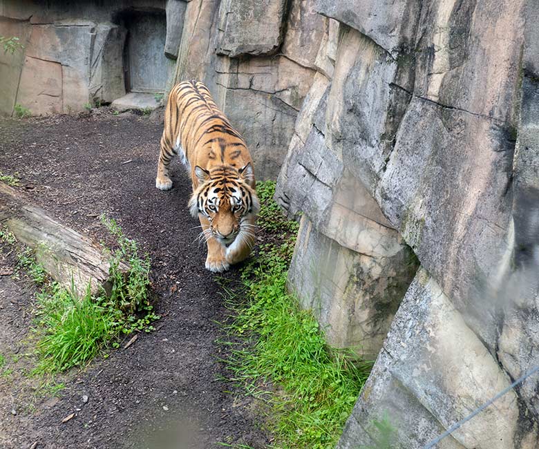 Amur-Tiger-Katze TULLIA am 21. Juni 2024 auf der großen Außenanlage im Tiger-Tal im Zoologischen Garten Wuppertal
