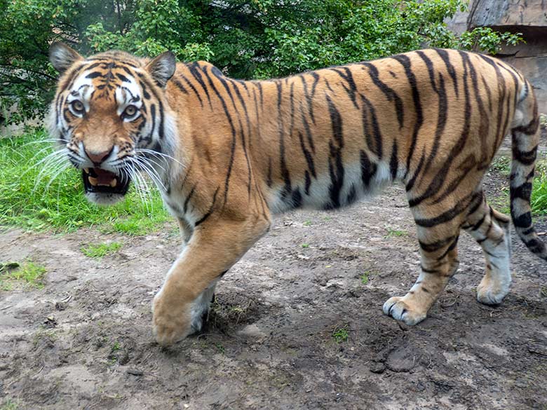 Amur-Tiger-Katze TULLIA am 21. Juni 2024 auf der großen Außenanlage im Tiger-Tal im Wuppertaler Zoo