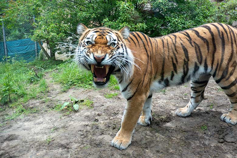 Amur-Tiger-Katze TULLIA am 21. Juni 2024 auf der großen Außenanlage im Tiger-Tal im Zoo Wuppertal
