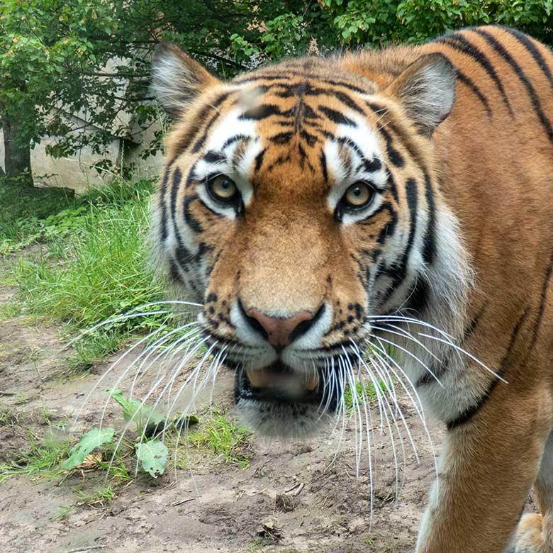 Amur-Tiger-Katze TULLIA am 21. Juni 2024 auf der großen Außenanlage im Tiger-Tal im Grünen Zoo Wuppertal